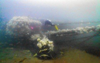 Marine growth covering the A.C.E. shipwreck on the seafloor.