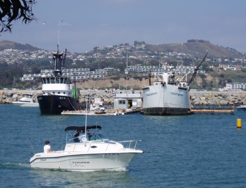 A Sunken Ship Becomes a Rising Star for Anglers, Divers