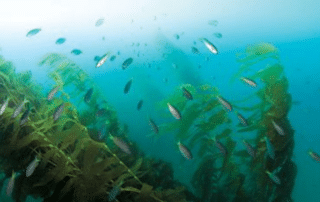 Fish swimming among kelp at Wheeler North Reef off San Clemente.