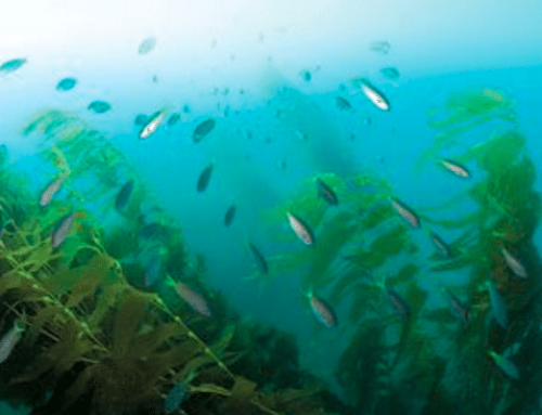 San Clemente’s Wheeler North Reef