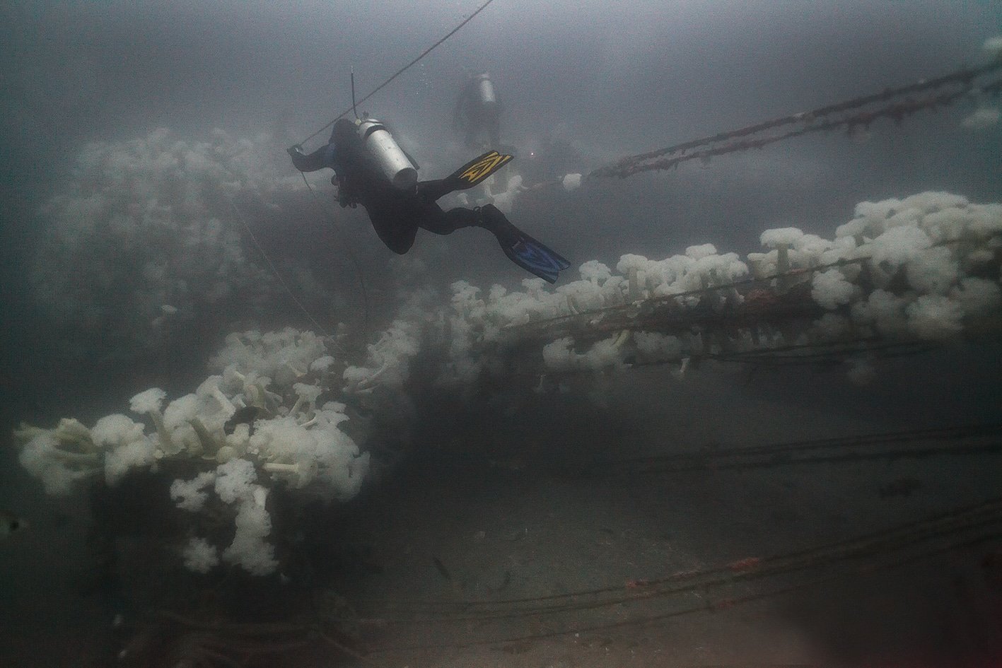 A scuba diver exploring the A.C.E. shipwreck in 2010.